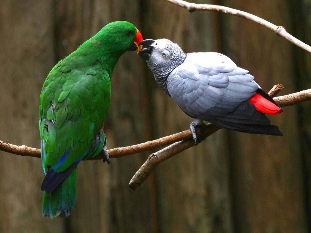 Love Parrots3025016164